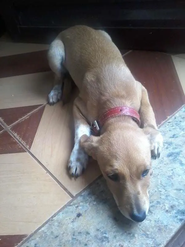 Cachorro ra a Basset/viralata idade 2 a 6 meses nome lolly