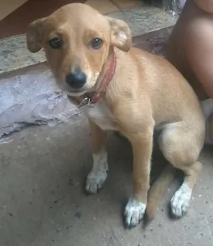 Cachorro raça Basset/viralata idade 2 a 6 meses nome lolly
