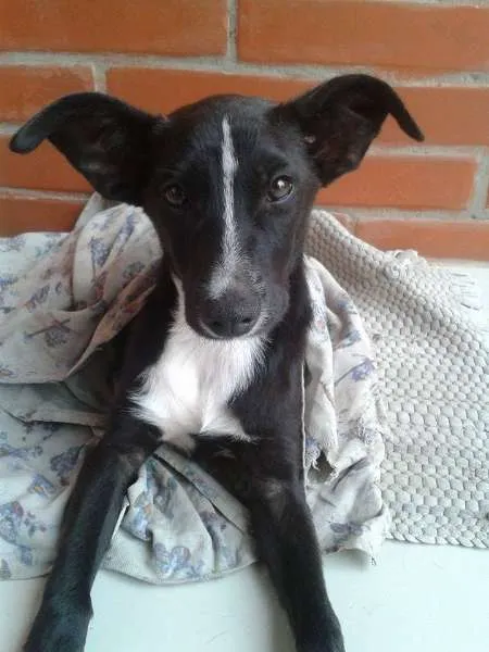 Cachorro ra a sem raça idade 2 a 6 meses nome michele