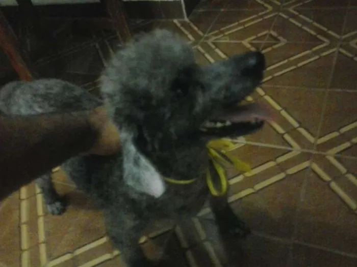 Cachorro ra a Poodle idade 4 anos nome panda