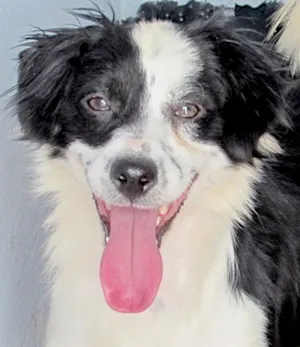 Cachorro raça SRD idade 1 ano nome BETHOVEN FILHOTE