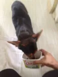 desconhecido