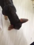 desconhecido