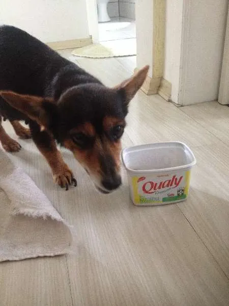Cachorro ra a srd idade  nome desconhecido