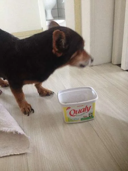 Cachorro ra a srd idade  nome desconhecido