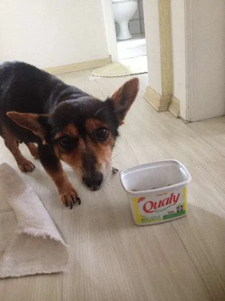 Cachorro ra a srd idade  nome desconhecido