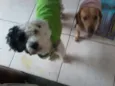 GULIVER E PIRATA