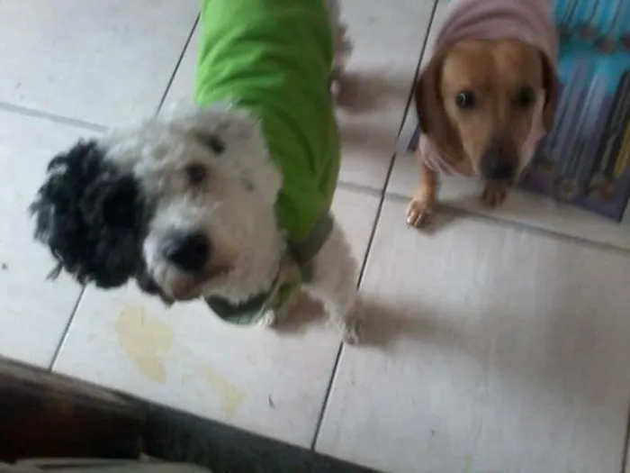 Cachorro ra a SRD E BASSET idade 1 ano nome GULIVER E PIRATA