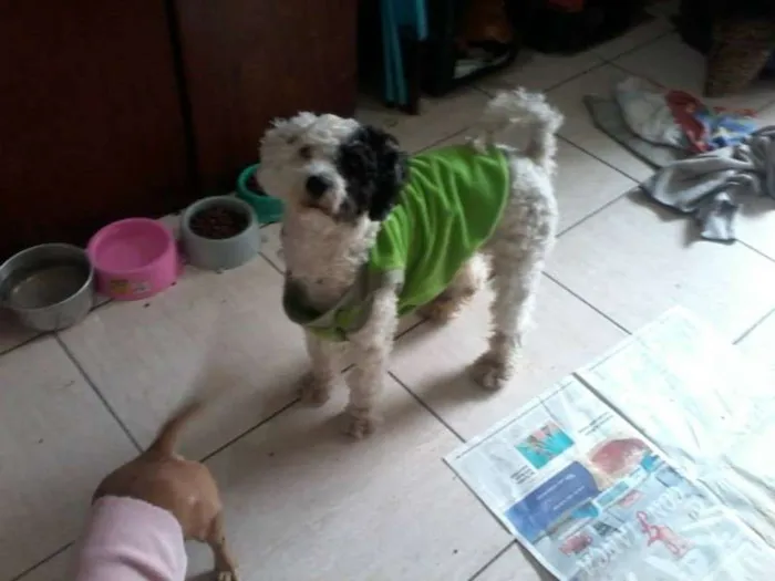Cachorro ra a SRD E BASSET idade 1 ano nome GULIVER E PIRATA