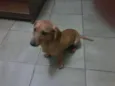 GULIVER E PIRATA