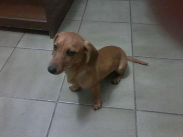 Cachorro ra a SRD E BASSET idade 1 ano nome GULIVER E PIRATA