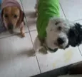 GULIVER E PIRATA