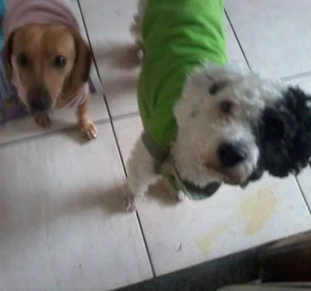 Cachorro ra a SRD E BASSET idade 1 ano nome GULIVER E PIRATA