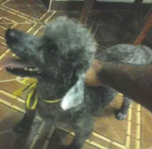 Cachorro raça Poodle idade 4 anos nome panda