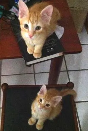 Gato raça vira-latas idade 2 a 6 meses nome amarelinhos