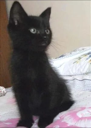 Gato raça SRD idade 2 a 6 meses nome RICK
