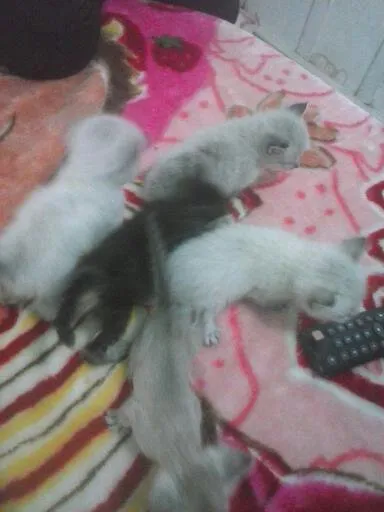 Gato ra a Siamês idade Abaixo de 2 meses nome Filhotes ainda sem 