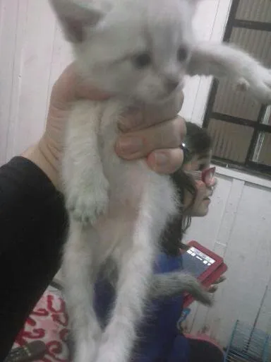 Gato ra a Siamês idade Abaixo de 2 meses nome Filhotes ainda sem 