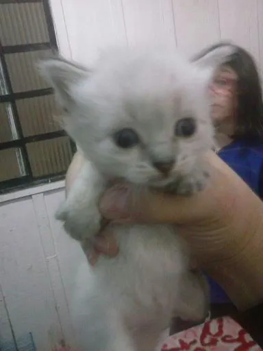 Gato ra a Siamês idade Abaixo de 2 meses nome Filhotes ainda sem 