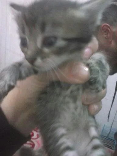 Gato ra a Siamês idade Abaixo de 2 meses nome Filhotes ainda sem 