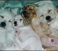 Cachorro raça Sem raça definida idade Abaixo de 2 meses nome poodle com cooker