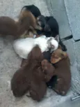 lindos