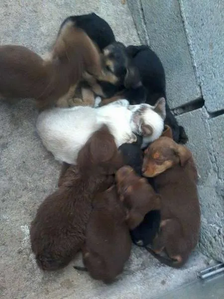 Cachorro ra a SRD idade 2 a 6 meses nome lindos