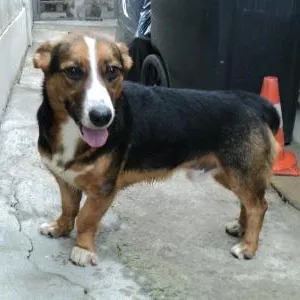 Cachorro ra a SRD idade 2 anos nome Jack Tequila