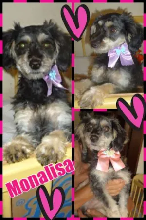 Cachorro raça SRD idade 2 anos nome monalisa