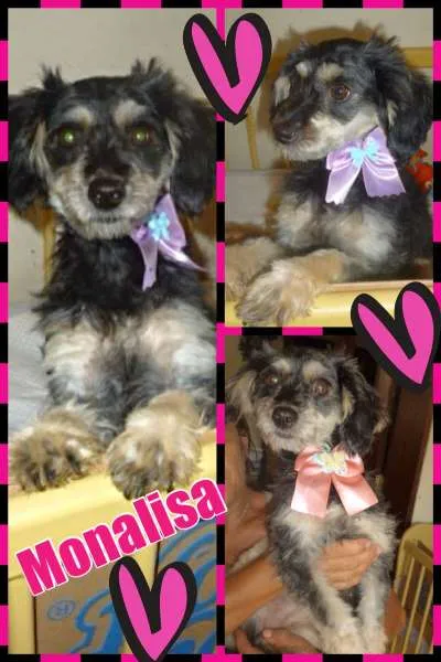 Cachorro ra a SRD idade 2 anos nome monalisa