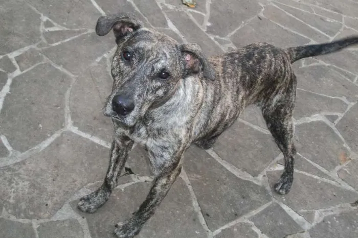 Cachorro ra a Vira-Lata idade  nome Gigante