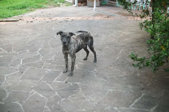 Cachorro ra a Vira-Lata idade  nome Gigante