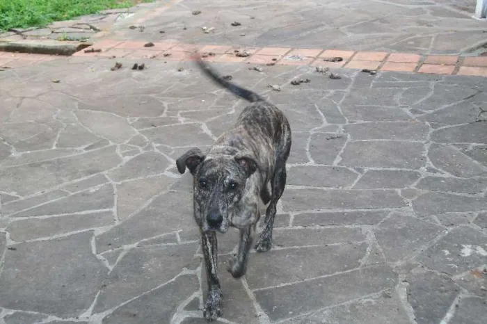Cachorro ra a Vira-Lata idade  nome Gigante