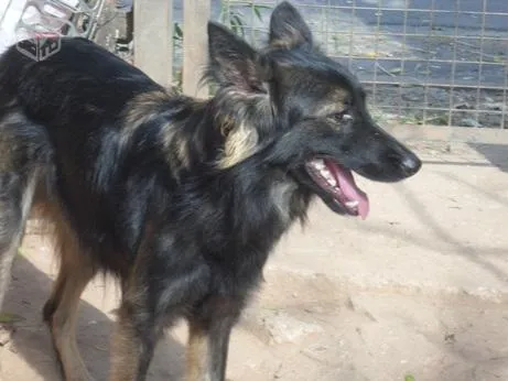 Cachorro ra a sem raça definida idade 1 ano nome Chanel