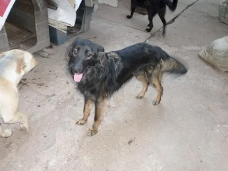 Cachorro ra a sem raça definida idade 1 ano nome Chanel