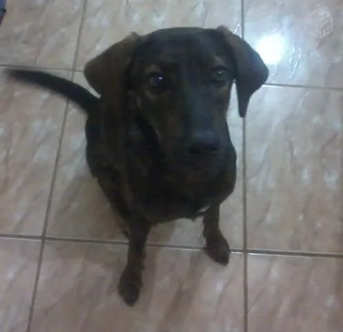 Cachorro ra a SRD idade 3 anos nome Ruby
