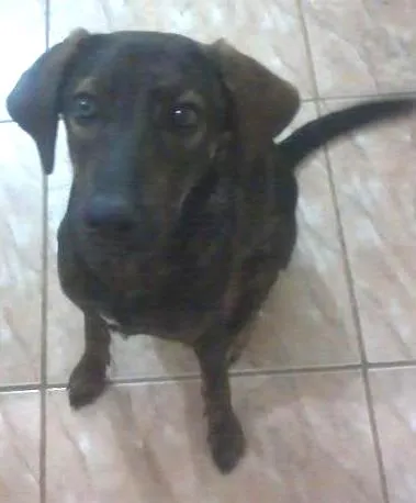 Cachorro ra a SRD idade 3 anos nome Ruby