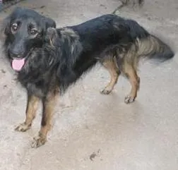 Cachorro ra a sem raça definida idade 1 ano nome Chanel