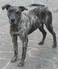 Cachorro ra a Vira-Lata idade  nome Gigante