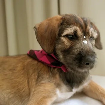 Cachorro ra a SRD idade 2 a 6 meses nome Sem Nome