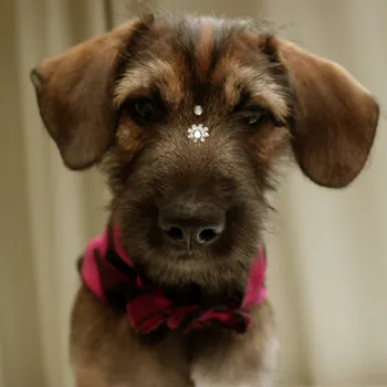 Cachorro ra a SRD idade 2 a 6 meses nome Sem Nome
