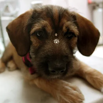 Cachorro ra a SRD idade 2 a 6 meses nome Sem Nome