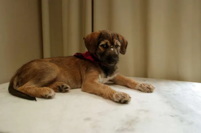 Cachorro ra a SRD idade 2 a 6 meses nome Sem Nome
