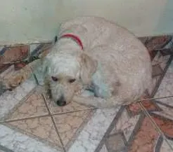 Cachorro raça Poodle idade 1 ano nome thor