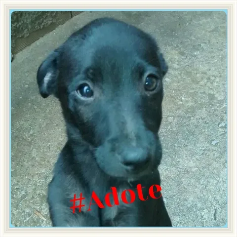 Cachorro raça Cruzamento de Puldo com Vira lata idade 2 a 6 meses nome Sem Nome