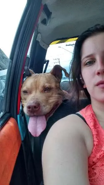 Cachorro ra a Pit bull idade 3 anos nome Max