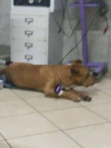 Cachorro ra a Pit bull idade 3 anos nome Max