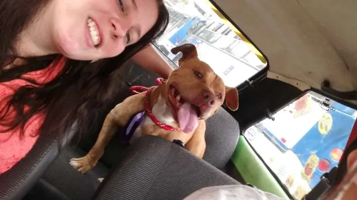 Cachorro ra a Pit bull idade 3 anos nome Max