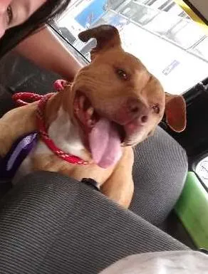 Cachorro ra a Pit bull idade 3 anos nome Max