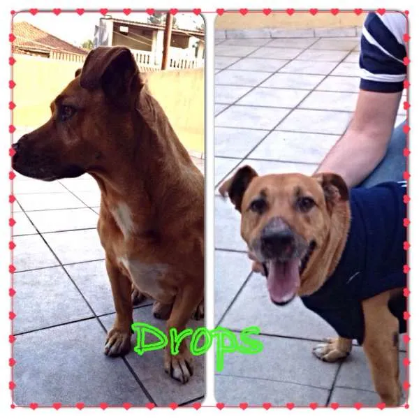 Cachorro ra a SRD idade 6 ou mais anos nome DROPS